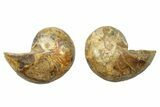 Jurassic Nautilus (Cymatoceras) Fossil Pair - Madagascar #282705-1